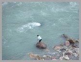 [Thumbnail: Fisherman in Rudraprayag]
