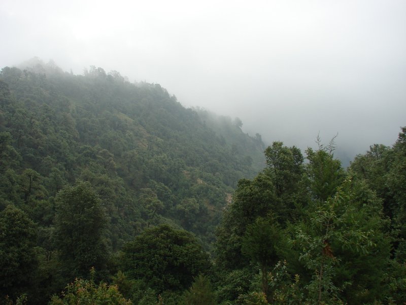 [Photograph: Forest along Devriya trail]