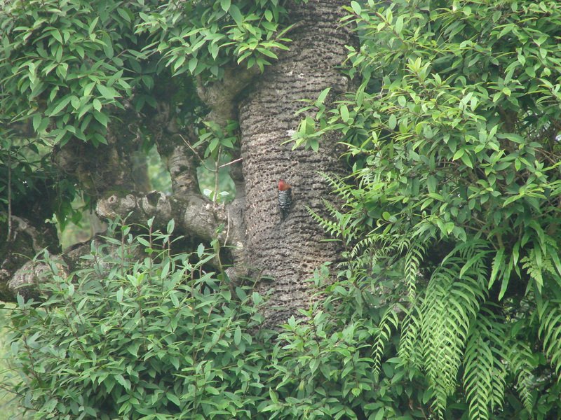 [Photograph: Rufous-bellied woodpecker]