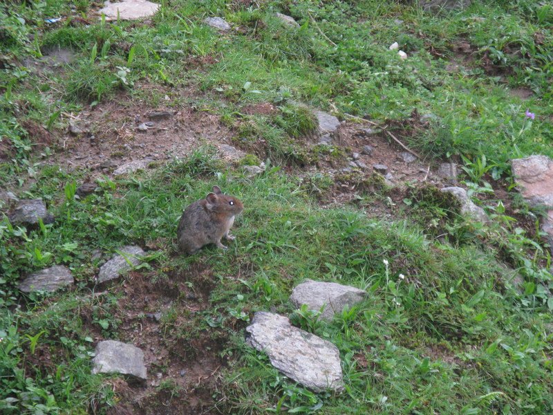 [Photograph: Himalayan mouse hare]