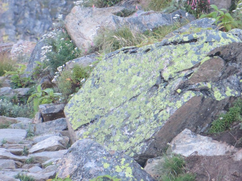 [Photograph: Lichen at Lata Kharak]