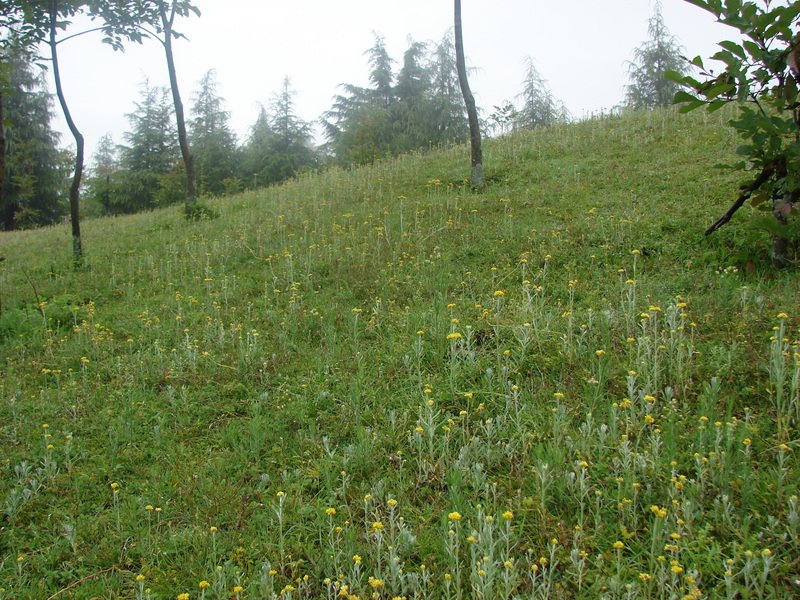 [Photograph: Flowers at Devriya Tal]