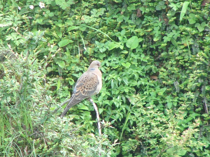[Photograph: Oriental turtle dove]