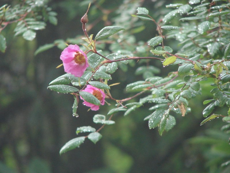 [Photograph: Big hip roses]