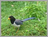 [Thumbnail: Gold-billed magpie]