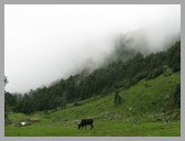 [Thumbnail: Chopta bugiyal]