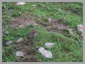 [Thumbnail: Himalayan mouse hare]