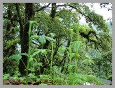 [Thumbnail: Cobra lilies at Chopta]